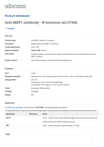 Anti-MRP1 antibody - N-terminal ab137406 Product datasheet 2 Images Overview