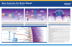 New Avenues for Brain Repair