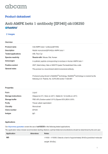 Anti-AMPK beta 1 antibody [EP345] ab108250 Product datasheet 2 Images Overview