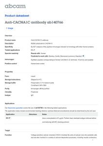 Anti-CACNA1C antibody ab140766 Product datasheet 1 Image Overview