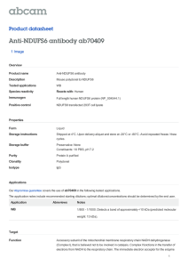 Anti-NDUFS6 antibody ab70409 Product datasheet 1 Image