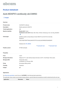 Anti-NDUFV3 antibody ab104983 Product datasheet 2 Images