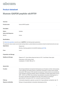 Human GAPDH peptide ab39759 Product datasheet Overview Product name
