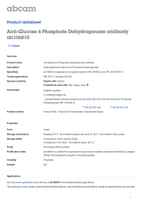Anti-Glucose 6 Phosphate Dehydrogenase antibody ab106810