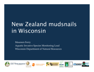 New Zealand mudsnails in Wisconsin Maureen Ferry Aquatic Invasive Species Monitoring Lead