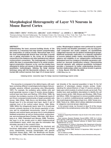 Morphological Heterogeneity of Layer VI Neurons in Mouse Barrel Cortex