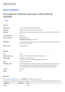 Anti-alpha B Crystallin (phospho S45) antibody ab62254