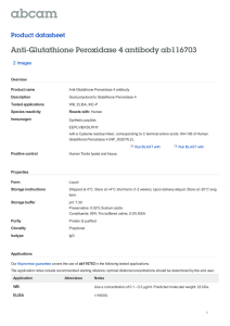 Anti-Glutathione Peroxidase 4 antibody ab116703 Product datasheet 2 Images Overview