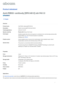 Anti-PHKG1 antibody [EPR14812] ab194112 Product datasheet 6 Images Overview