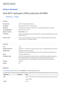 Anti-NCF1 (phospho S359) antibody ab74095 Product datasheet 1 References 3 Images