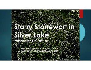 Starry Stonewort in Silver Lake Washington County, WI