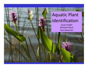 Aquatic Plant  Identification Susan Knight Michelle Nault