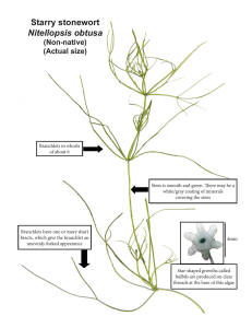 Starry stonewort Nitellopsis obtusa (Non-native) (Actual size)