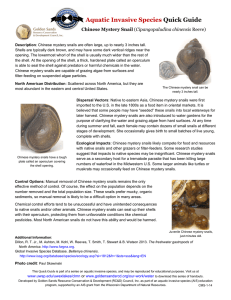 Aquatic Invasive Species Quick Guide  Chinese Mystery Snail