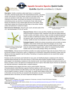 Aquatic Invasive Species Quick Guide Hydrilla