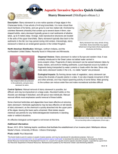 Aquatic Invasive Species Quick Guide  Starry Stonewort