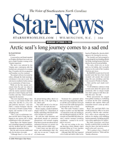 Arctic seal’s long journey comes to a sad end