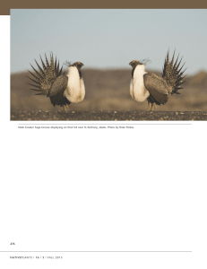 276 NATIVE Male Greater Sage-Grouse displaying on their lek near St Anthony,...