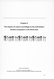 Lanice conchilega Chapter 6 The impact of on the soft-bottom
