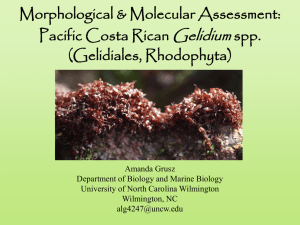 Gelidium Morphological &amp; Molecular Assessment: Pacific Costa Rican spp.