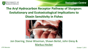 The Aryl Hydrocarbon Receptor Pathway of Sturgeon: Dioxin Sensitivity in Fishes