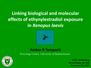 Linking biological and molecular effects of ethynylestradiol exposure Xenopus laevis Amber R Tompsett