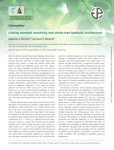 Linking stomatal sensitivity and whole-tree hydraulic architecture Commentary Katherine A. McCulloh