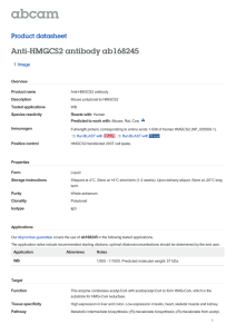 Anti-HMGCS2 antibody ab168245 Product datasheet 1 Image