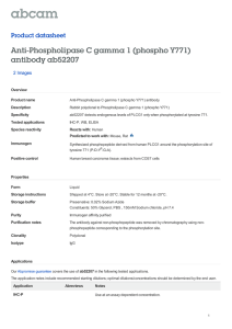 Anti-Phospholipase C gamma 1 (phospho Y771) antibody ab52207
