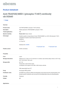 Anti-TRAP220/MED1 (phospho T1457) antibody ab182660 Product datasheet 1 Image