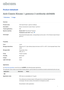 Anti-Casein Kinase 1 gamma 2 antibody ab54686 Product datasheet 1 Abreviews 1 Image