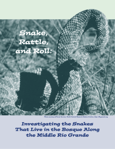 Snake, Rattle, and Roll: Investigating the Snakes