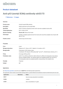 Anti-p53 (acetyl K386) antibody ab52172 Product datasheet 1 References 2 Images