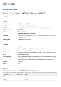Anti-p63 (phospho S455) antibody ab63362 Product datasheet 1 Image Overview