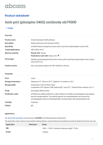 Anti-p63 (phospho S455) antibody ab79200 Product datasheet 1 Image Overview