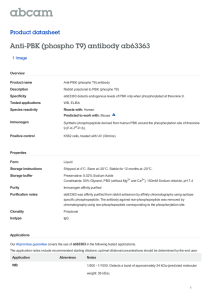 Anti-PBK (phospho T9) antibody ab63363 Product datasheet 1 Image Overview