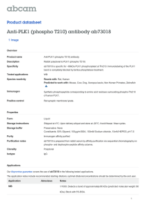 Anti-PLK1 (phospho T210) antibody ab73018 Product datasheet 1 Image Overview