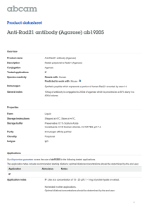Anti-Rad21 antibody (Agarose) ab19205 Product datasheet
