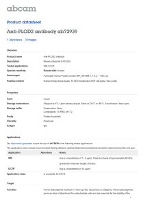 Anti-PLOD2 antibody ab72939 Product datasheet 1 Abreviews 3 Images