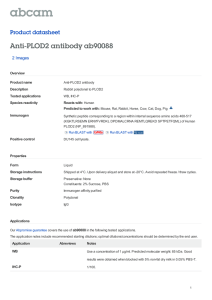 Anti-PLOD2 antibody ab90088 Product datasheet 2 Images
