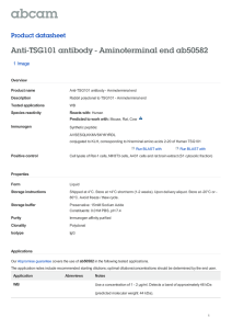 Anti-TSG101 antibody - Aminoterminal end ab50582 Product datasheet 1 Image