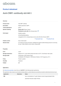 Anti-CtBP1 antibody ab14411 Product datasheet