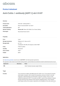 Anti-Cullin 1 antibody [AS97.1] ab115187 Product datasheet Overview Product name