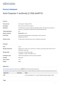 Anti-Caspase-7 antibody [11E4] ab49733 Product datasheet Overview Product name