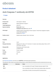 Anti-Caspase-7 antibody ab109705 Product datasheet 3 Images