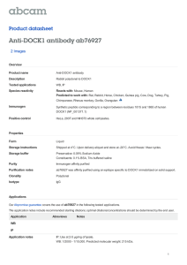 Anti-DOCK1 antibody ab76927 Product datasheet 2 Images