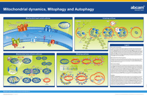 Mitochondrial dynamics, Mitophagy and Autophagy Mitochondrial import protein pathway Autophagy pathway Legend