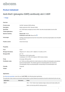 Anti-Raf1 (phospho S289) antibody ab111829 Product datasheet 1 Image Overview