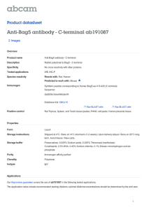Anti-Bag5 antibody - C-terminal ab191087 Product datasheet 2 Images Overview