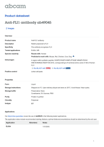 Anti-FLI1 antibody ab49045 Product datasheet 2 Images